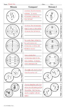 Meiosis Worksheet Answer Key Biology