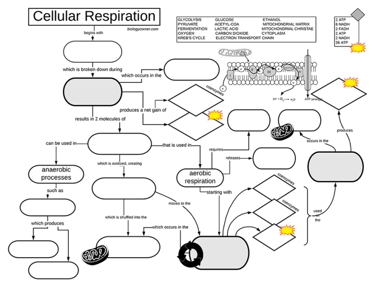 Learn About Cellular Respiration Worksheet Answers