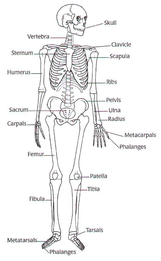 Chapter 2 Skeletal System Worksheet Answers