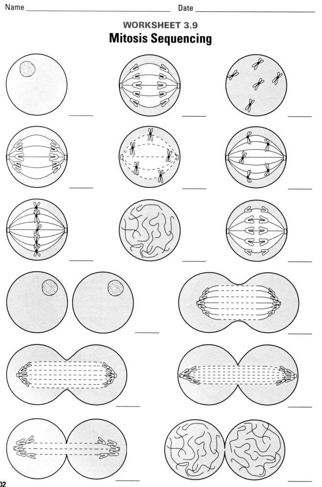 Mitosis And Meiosis Worksheet Answer Key