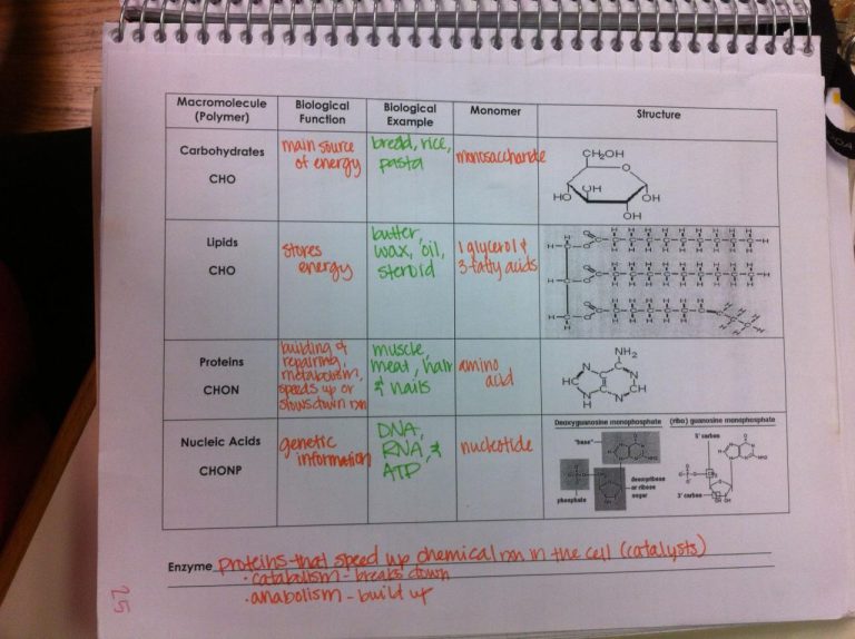 Ap Biology Macromolecules Worksheet