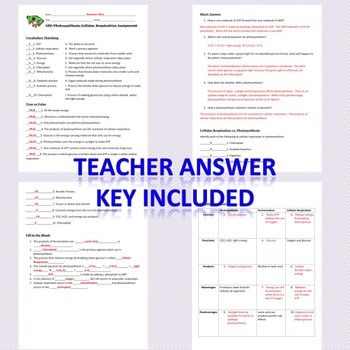 Key Photosynthesis And Cellular Respiration Worksheet Answers