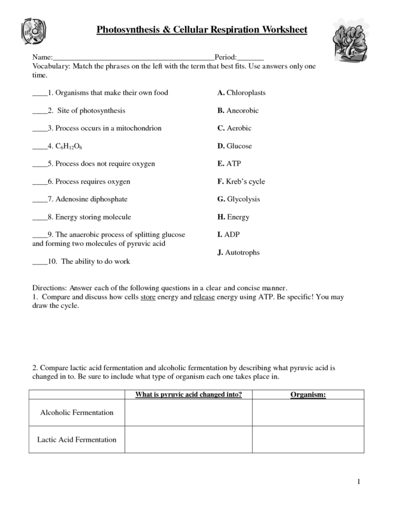 Photosynthesis And Cellular Respiration Worksheet Answer Key