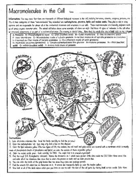 Identifying Macromolecules Worksheet Answers