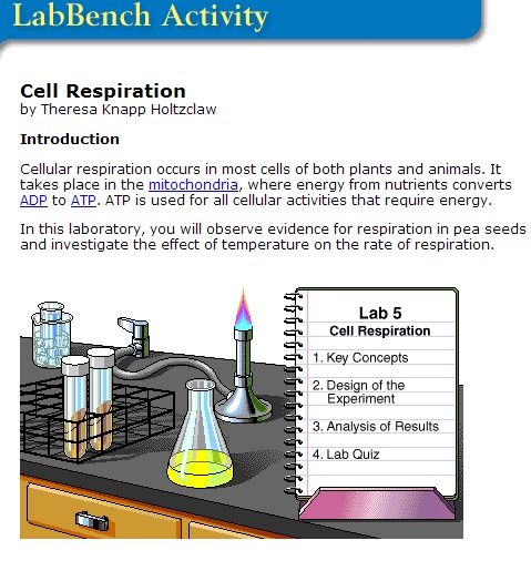 Worksheet Cellular Respiration Virtual Lab Answer Key