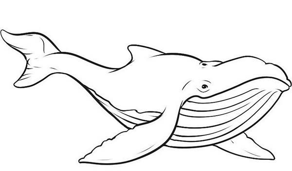 Whale Coloring Pages