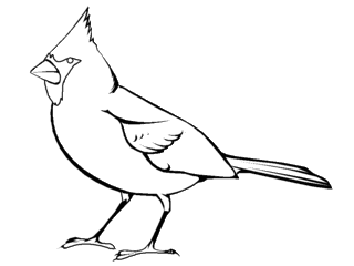 Bird Coloring Pages