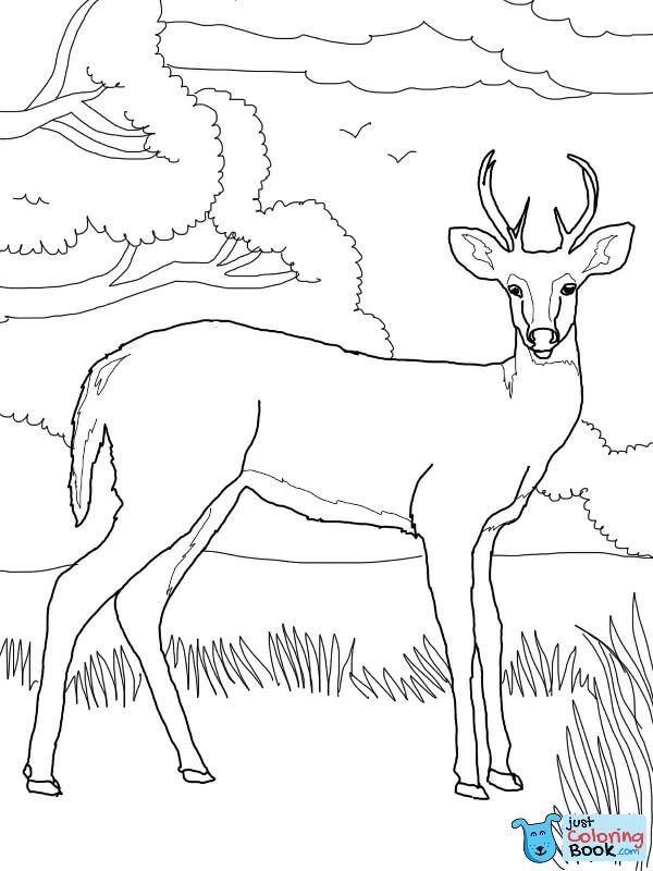 Deer Coloring Pages