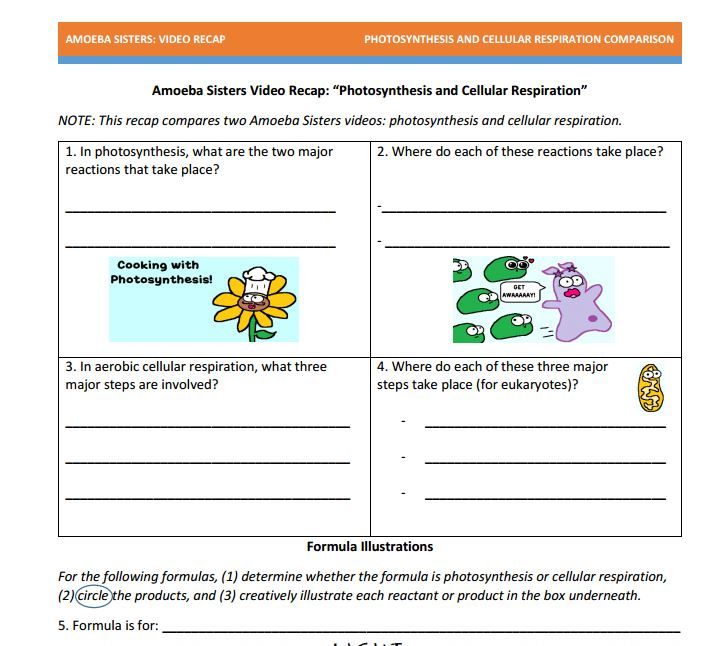 Cellular Respiration Worksheet Answers Key