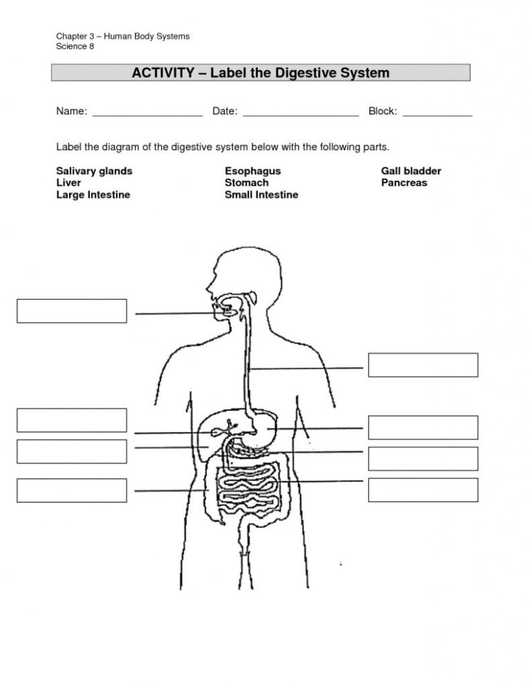 Digestive System Diagram Labeled Worksheet