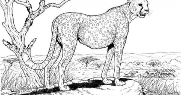 Cheetah Coloring Pages