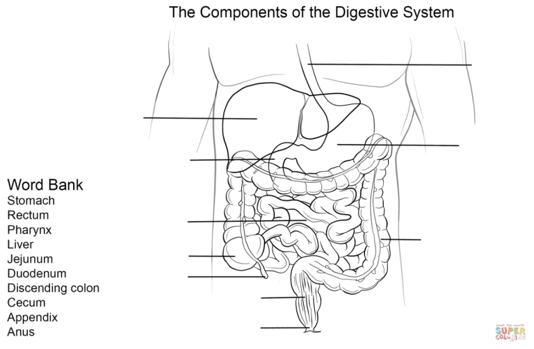 Human Digestive System Worksheet Pdf