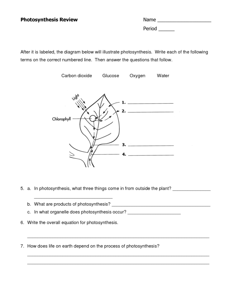 Cellular Respiration Worksheet Answers Key Fill In The Blank