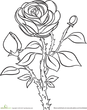 Roses Coloring Pages