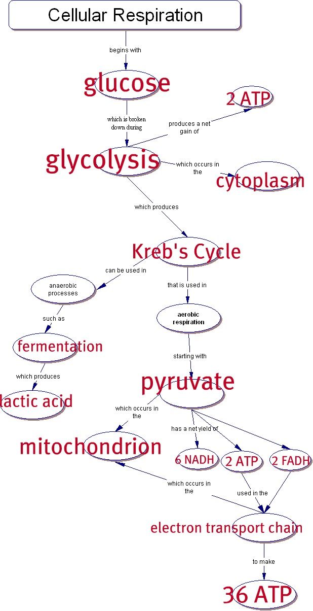 Worksheet Cellular Respiration Graphic Organizer Answer Key