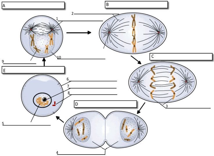 Meiosis Worksheet Answers Biology Corner