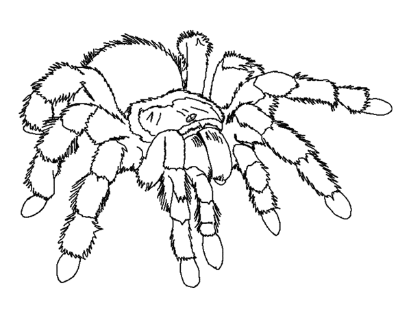 Spider Coloring Pages