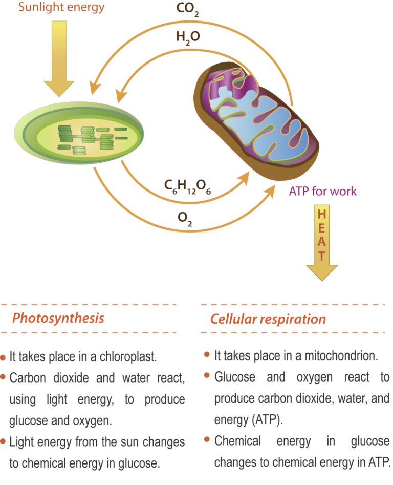 Comparing Photosynthesis And Respiration Worksheet Answers