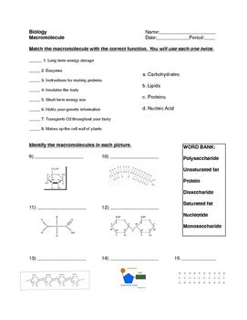 Macromolecules Review Worksheet Pdf