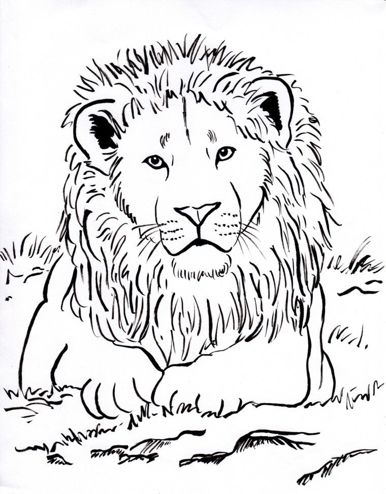 Lion Coloring Pages