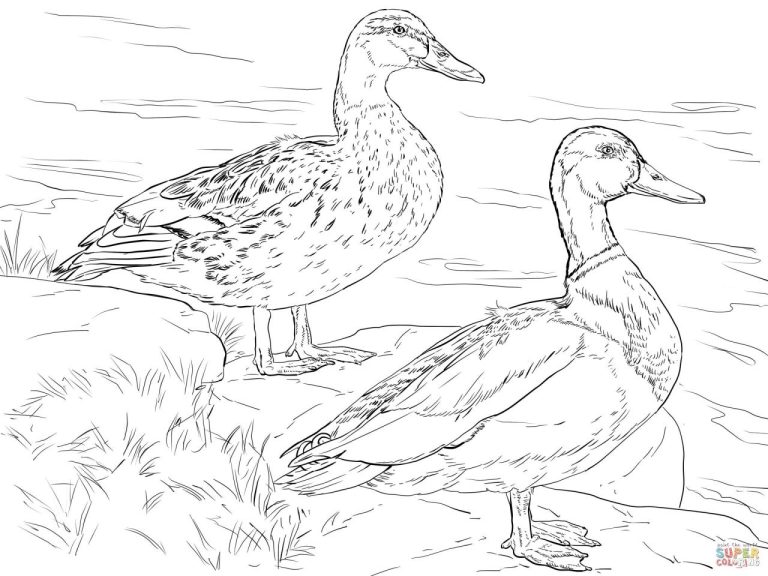 Duck Coloring Pages