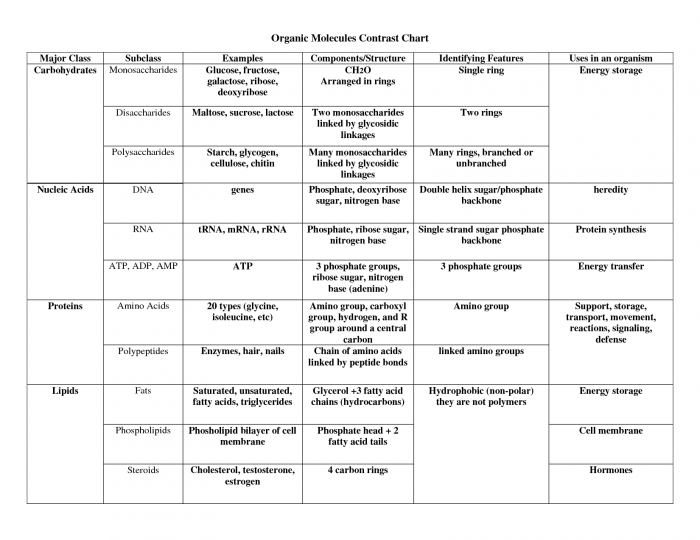 Biological Macromolecules Worksheet Pdf