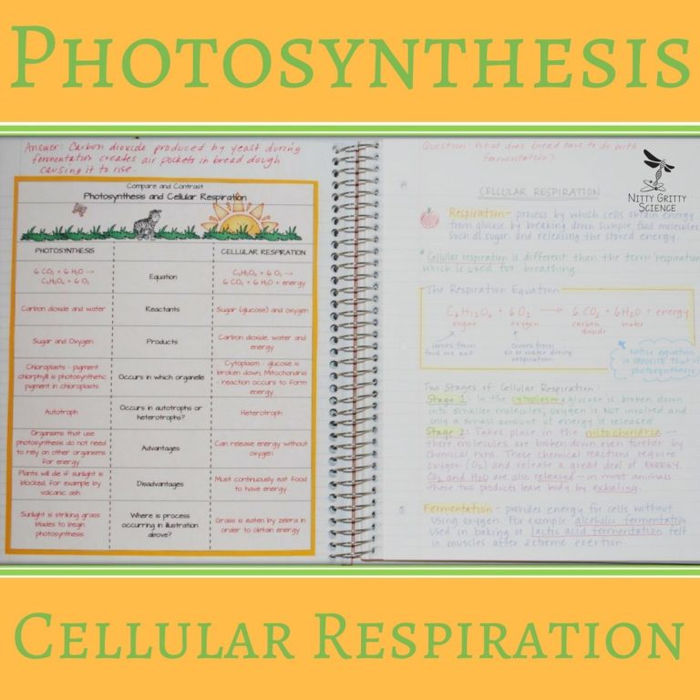 7th Grade Photosynthesis And Cellular Respiration Worksheet Answer Key