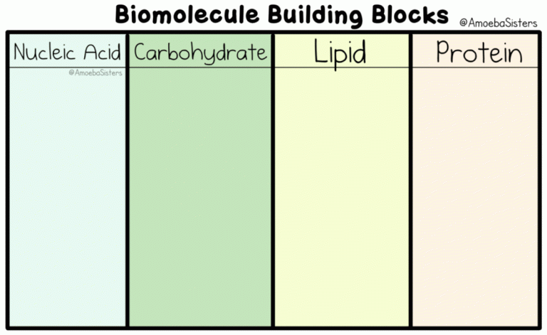 Amoeba Sisters Macromolecules Worksheet Answers