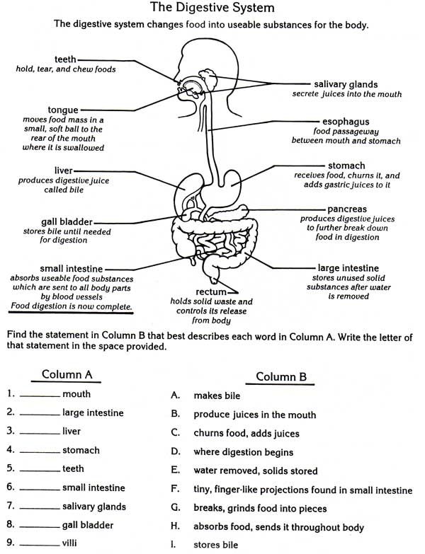 College Digestive System Worksheet Pdf