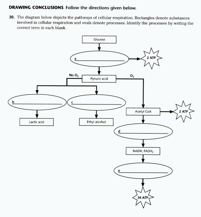 Modeling Photosynthesis And Cellular Respiration Worksheet Answer Key