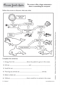 Printable Food Chain Worksheet 4th Grade