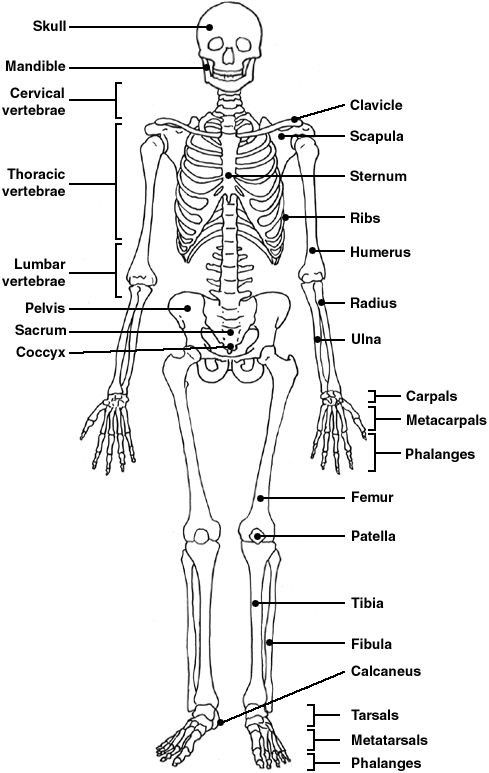 Skeletal System Worksheet Answers Key