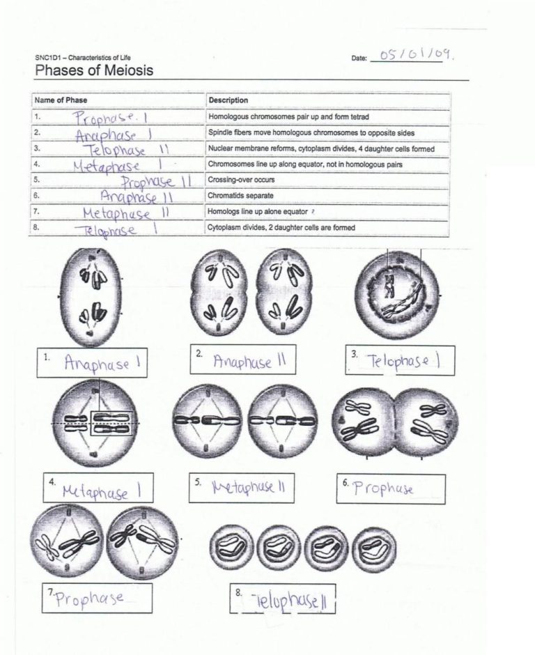 Phases Of Meiosis Worksheet Answers