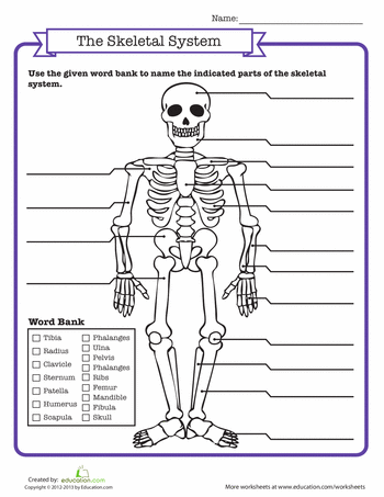 Skeletal System Worksheet Pdf Grade 6