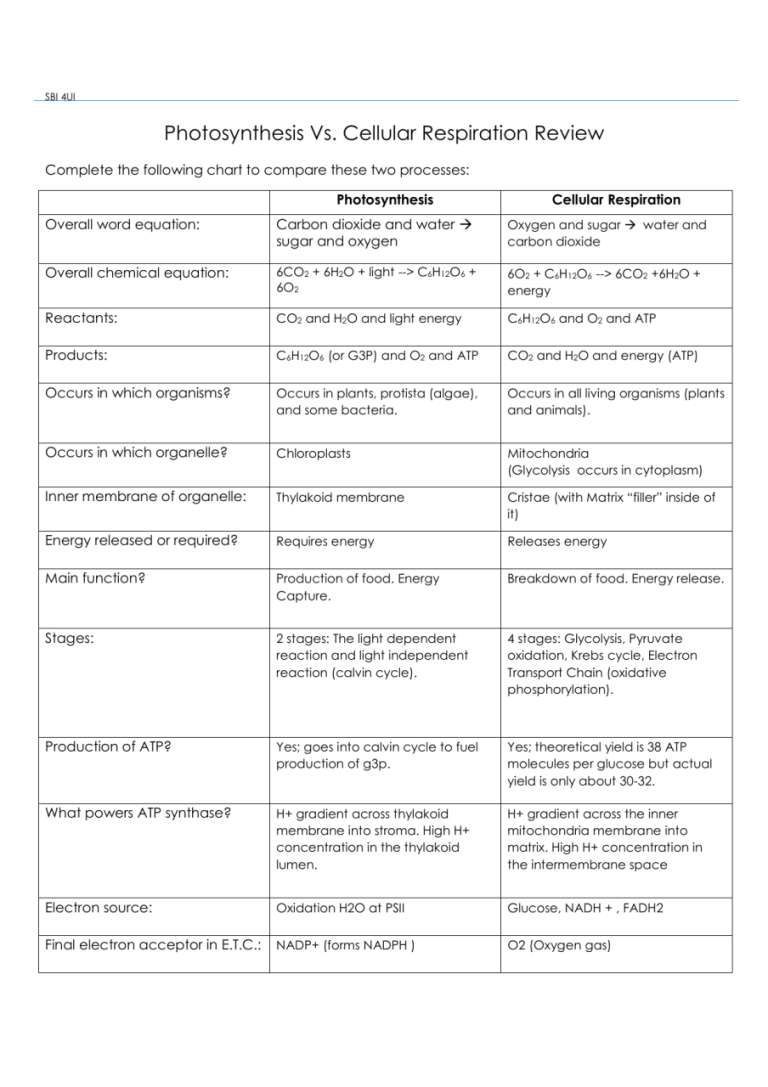 Cellular Respiration Worksheet Answers Pdf