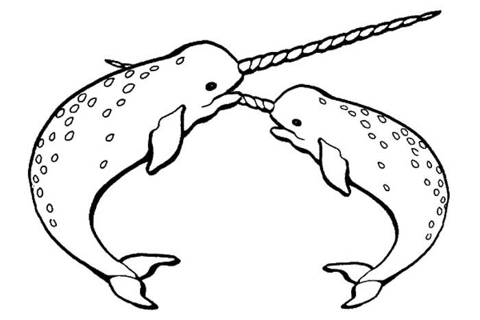 Narwhal Coloring Page