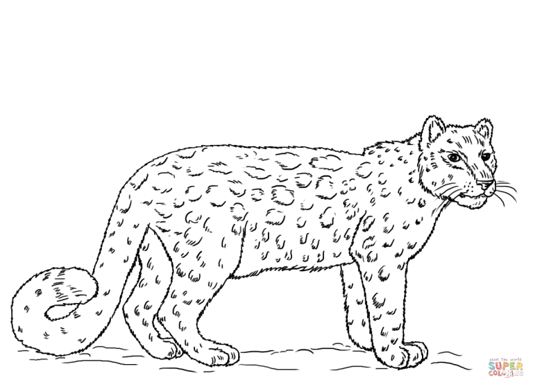 Snow Leopard Cheetah Coloring Pages