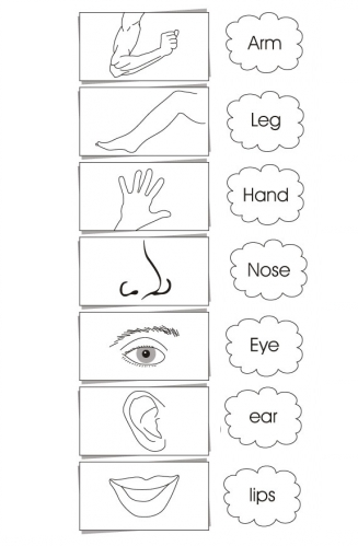 Worksheet Kindergarten Worksheet Parts Of The Body