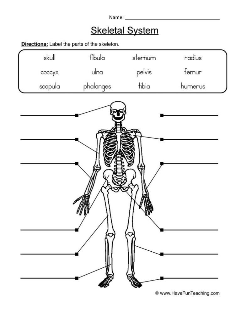 Skeletal System Worksheet