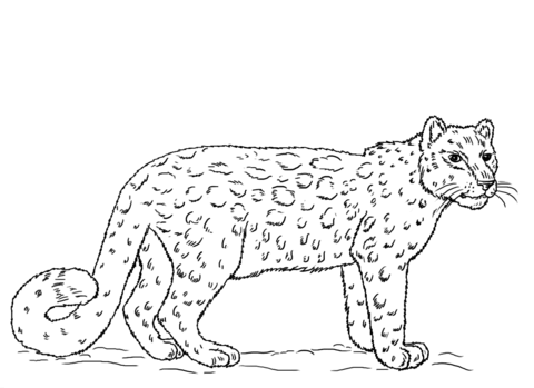 Snow Leopard Coloring Pages