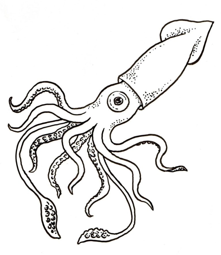 Squid Coloring Page