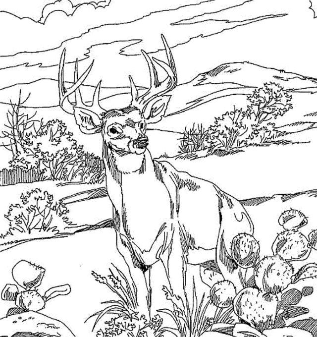 Deer Realistic Animal Coloring Pages