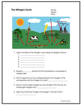 Nitrogen Cycle Worksheet