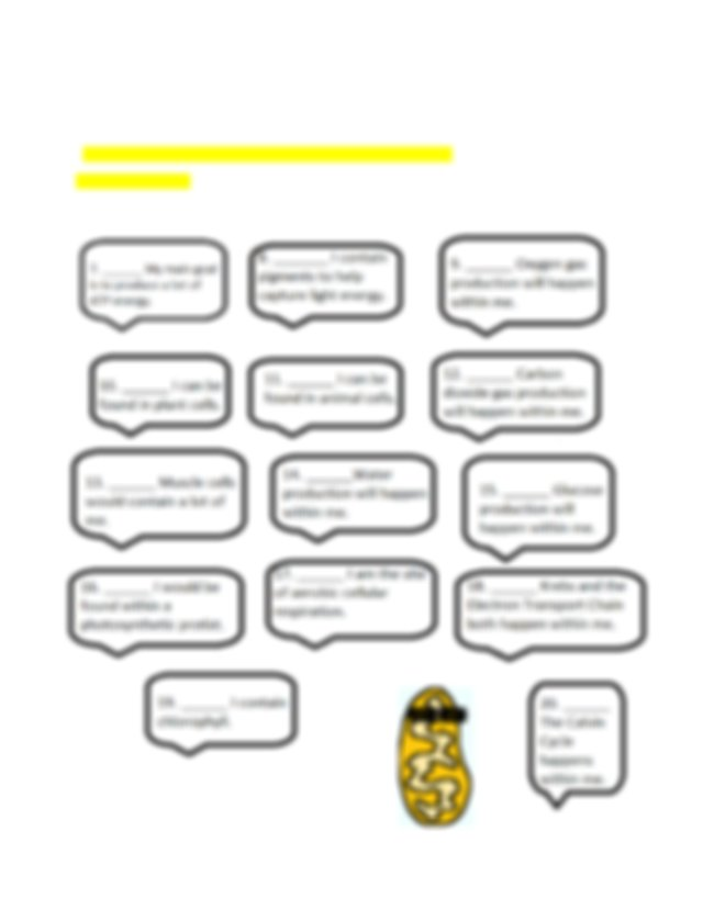 Photosynthesis & Cellular Respiration Worksheet