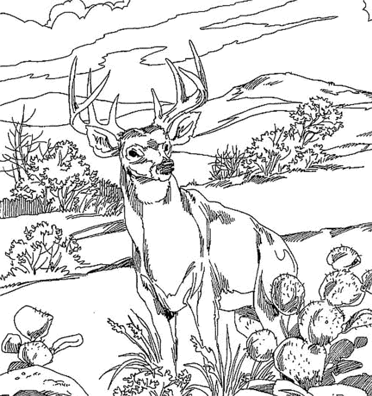 Deer Coloring Pages Realistic