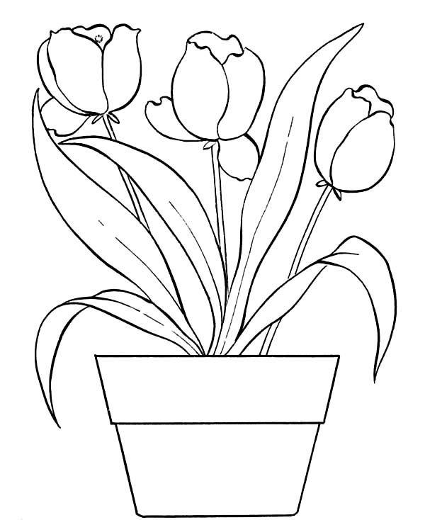 Flower Pot Coloring Page