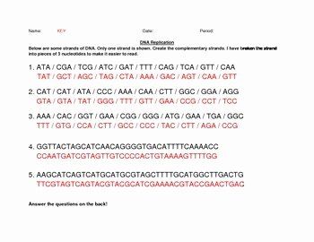 Dna Replication Practice Worksheet