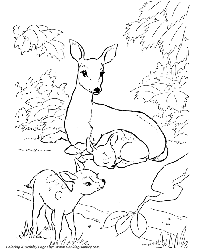 Deer Coloring Pages Free