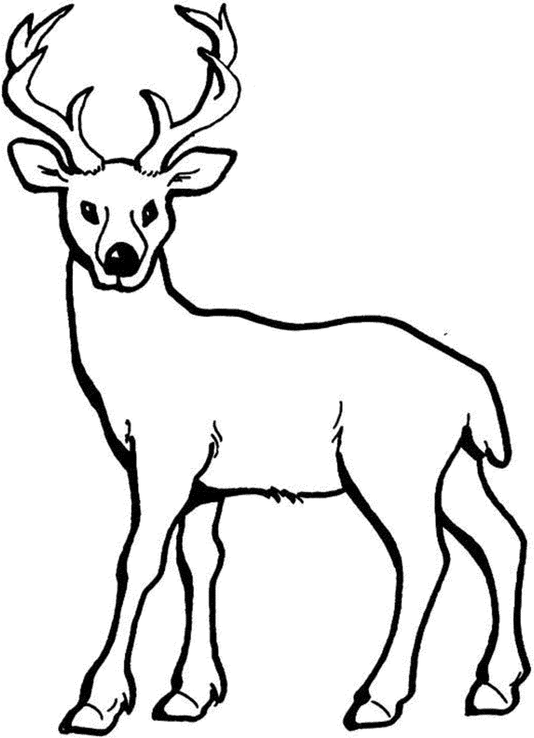 Deer Coloring Pages For Kids