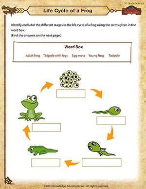 Life Cycle Of A Frog Worksheet